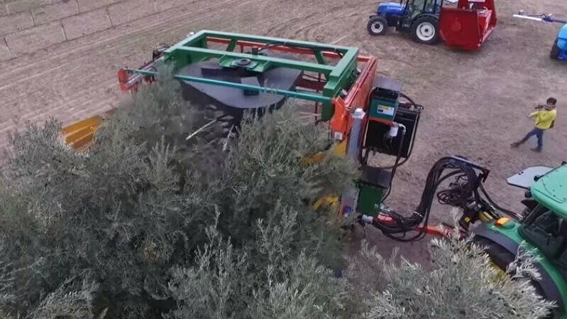 Olivas- cosecha-maquina-UCO|olive-tree-1973386_960_720|avenue-3622563_960_720|olivos maquina UCO